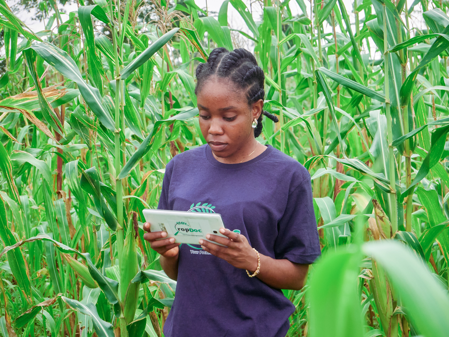 Farmer using CropDoc app in corn field