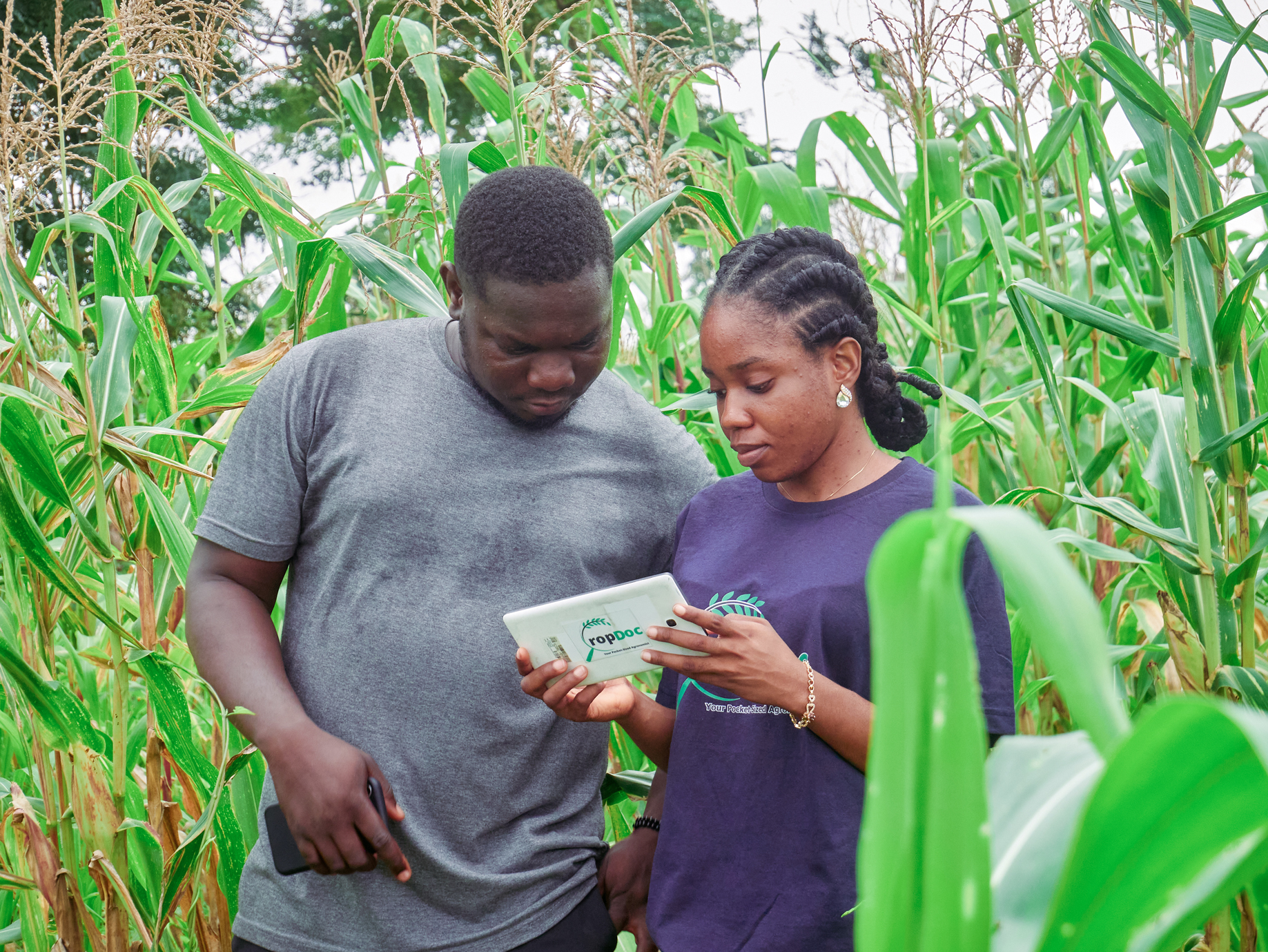 Two farmers examining crops with CropDoc technology